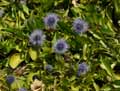 Plantaginaceae-Globularia-vulgaris-Globulaire-commune-Globulaire-piquante.jpg