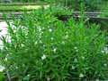 Plantaginaceae-Gratiola-officinalis-Gratiole-officinale-Grace-de-Dieu-Herbe-a-la-fievre-Herbe-au-pauvre-homme-Petite-digitale-Sene-des-pres.jpg