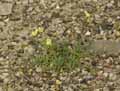 Plantaginaceae-Linaria-supina-Linaire-couchee.jpg