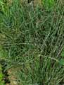 Poaceae-Avenula-bromoides-Avoine-faux-brome.jpg