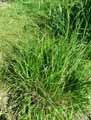Poaceae-Brachypodium-pinnatum-Brachipode-penne.jpg