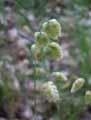 Poaceae-Briza-maxima-Grande-Amourette-Grande-Brize.jpg