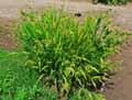 Chasmanthium latifolium, Uniola latifolia