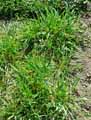 Hordeum vulgare, Hordeum hexastichum