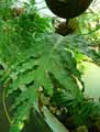 Polypodiaceae-Aglaomorpha-heraclea-Aglaomorpha.jpg