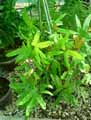 Polypodiaceae-Lygodium-volubile-Lygodium.jpg