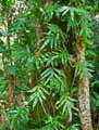 Polypodiaceae-Microsorum-scolopendrium-Phymatosorus-scolopendria-Microsorum.jpg