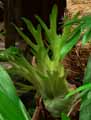 Polypodiaceae-Platycerium-coronarium-Corne-d-elan-Bois-de-cerf-Fougere-corne-de-cerf.jpg