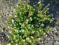 Portulacaceae-Montia-sibirica-Claytonia-sibirica-Claytonie-de-Siberie.jpg