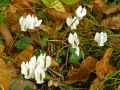 Cyclamen hederifolium Album