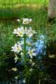 Primulaceae-Hottonia-palustris-Hottonie-des-marais-Violette-d-eau.jpg