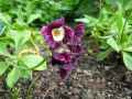 Primulaceae-Primula-auricula-Oreille-d-ours-20131128072520.jpg