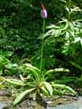 Primulaceae-Primula-vialii-Primevere-du-pere-Vial-Primevere-des-marais.jpg