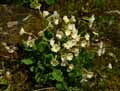 Primula vulgaris x Elatior