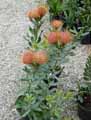 Proteaceae-Leucospermum-cordifolium-Pelote-d-epingles.jpg