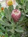 Protea compacta x obtusifolia Red Baron