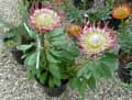 Proteaceae-Protea-cynaroides-Little-Princess-Protee.jpg