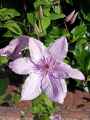 Ranunculaceae-Clematis-Jackmanii-Hagley-Hybrid-Clematis-20131128075533.jpg