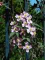 Ranunculaceae-Clematis-montana-Rubens-Clematite-des-montagnes-Clematite-anemone.jpg