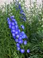 Ranunculaceae-Delphinium-Blue-Heaven-Dauphinelle-Pied-d-alouette.jpg