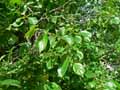 Rhamnaceae-Rhamnus-catharica-Nerprun-officinal.jpg