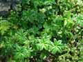 Rosaceae-Alchemilla-conjuncta-Alchemille-a-folioles-soudees.jpg