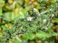 Rosaceae-Cotoneaster-microphyllus-var.-thymifolius-Cotoneastre-a-petites-feuilles.jpg