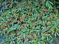 Cotoneaster salicifolius