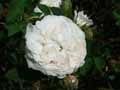 Rosa centifolia Blanche Fleur