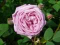 Rosa chinensis Hermosa
