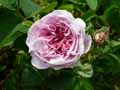 Rosa gallica Gloire de France