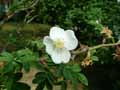 Rosa sericea subsp. omeiensis