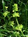 Rubiaceae-Cruciata-laevipes-Galium-Laevipes-Galium-cruciata-Valantia-cruciata-Gaillet-croisette.jpg