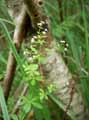 Rubiaceae-Galium-palustre-Gaillet-des-marais.jpg