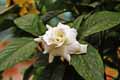 Rubiaceae-Gardenia-jasminoides-Gardenia-majestueux-Jasmin-du-cap.jpg