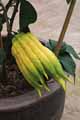 Rutaceae-Citrus-medica-Citrus-cedrat-Citrus-digitata-Cedrat-Cedratier-Poncire-commun-Main-de-Bouddha.jpg