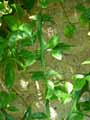 Poncyrus trifoliata