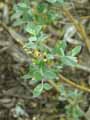 Salix repens subsp. arenaria
