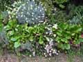 Saxifragaceae-Bergenia-crassifolia-Bergenie-a-feuilles-epaisses-Plante-du-savetier.jpg