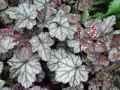 Saxifragaceae-Heuchera-Blackberry-Jam-Heuchere-20131128142836.jpg