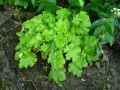 Saxifragaceae-Heuchera-Key-Lime-Pie-Heuchere-20131128142905.jpg