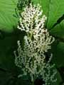 Saxifragaceae-Rodgersia-purdomii-Rodgersie-purdomii.jpg
