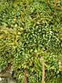 Saxifraga callosa var. australis