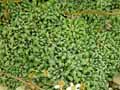 Saxifragaceae-Saxifraga-cochlearis-Saxifrage-a-feuilles-spatulees.jpg