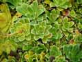 Saxifragaceae-Saxifraga-cotyledon-South-Side-Seedling-Saxifrage-cotyledon.jpg