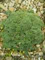 Saxifraga minutifolia