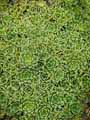 Saxifraga paniculata Minutifolia
