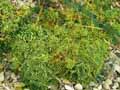 Saxifraga paniculata subsp. cartillaginea
