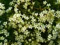 Saxifraga pedemontana subsp. cymosa