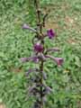 Scrophulariaceae-Buddleja-lindleyana-Buddleia-de-Lindley.jpg